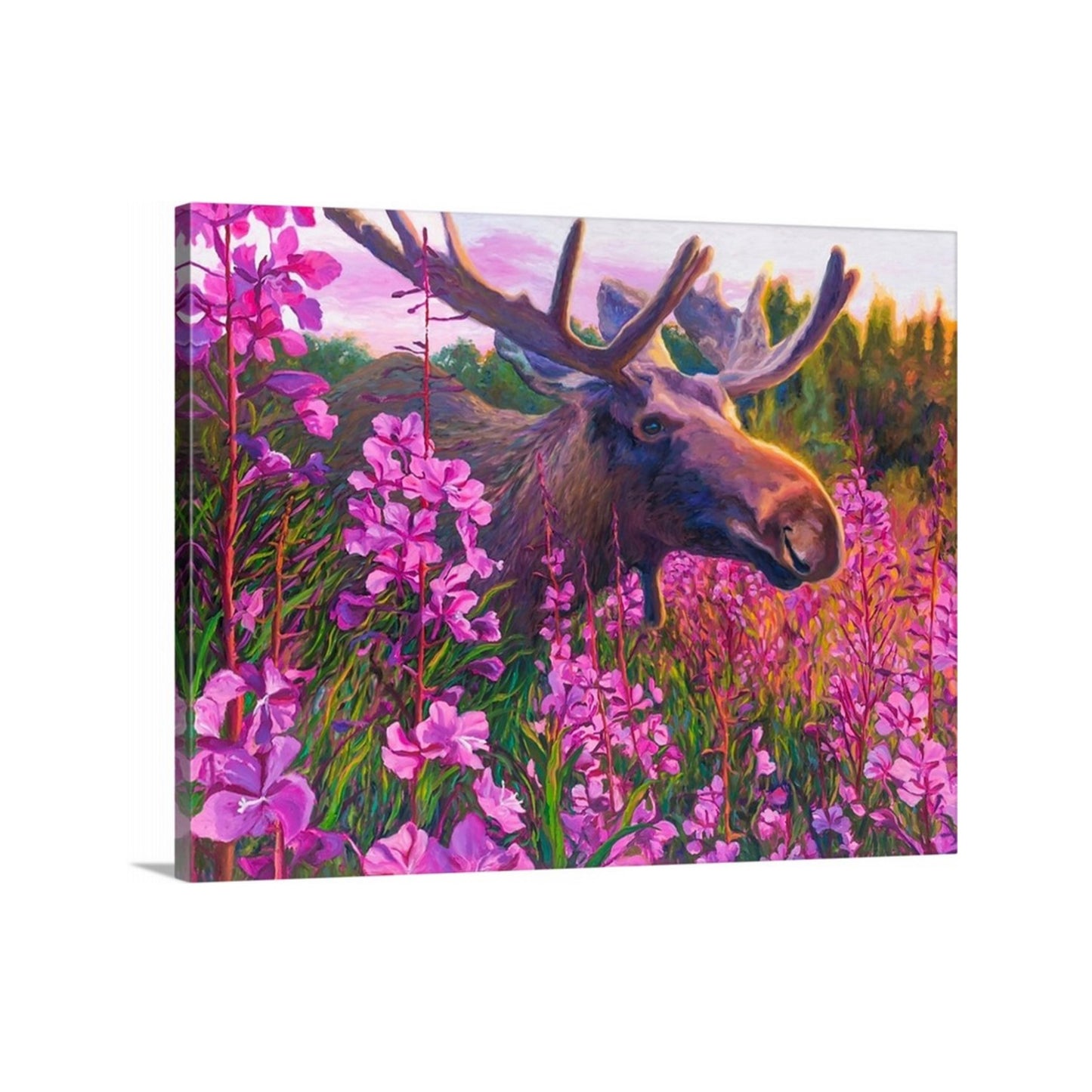 "Midsummer Midnight Moose" Stretched Canvas Print