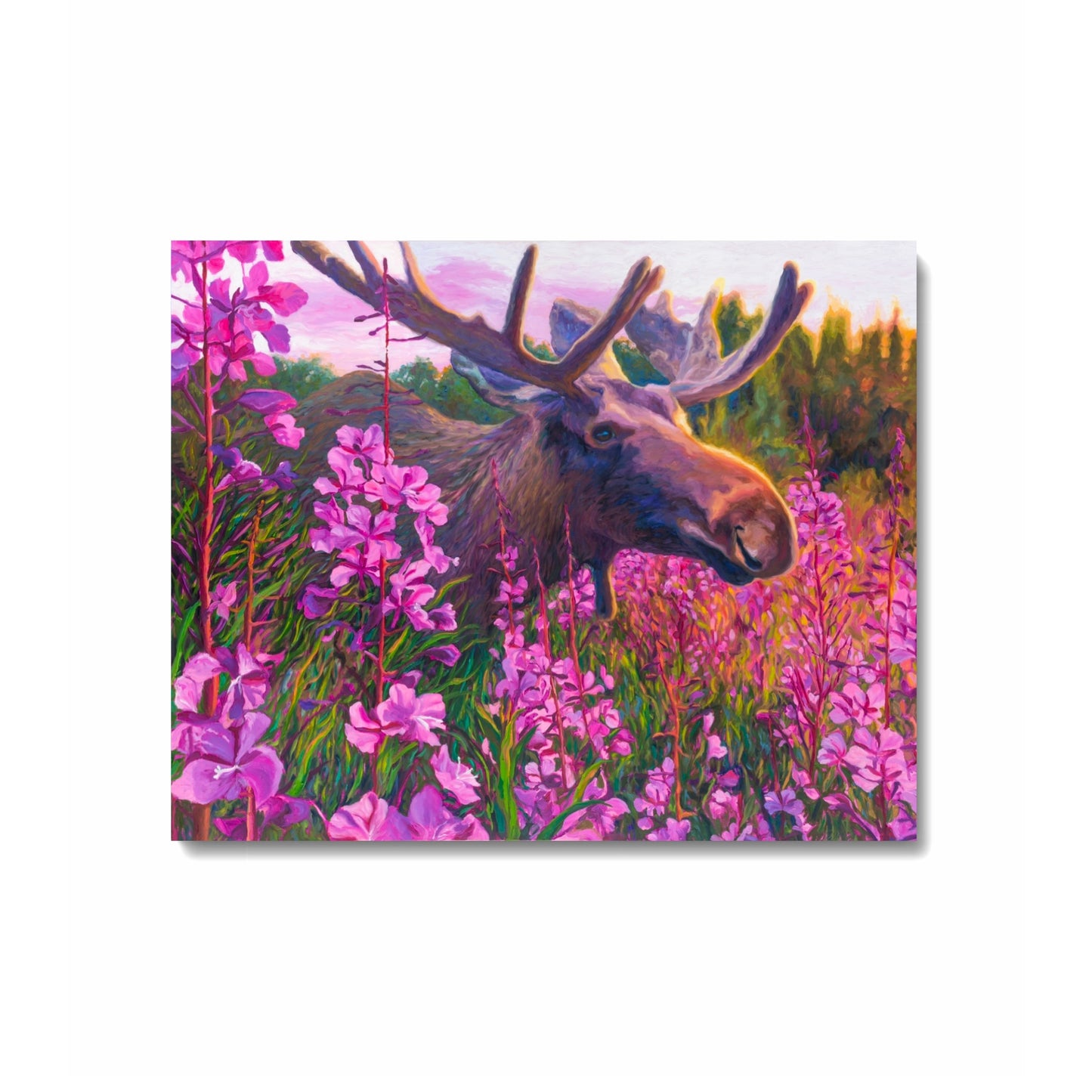 "Midsummer Midnight Moose" Fine Art Print